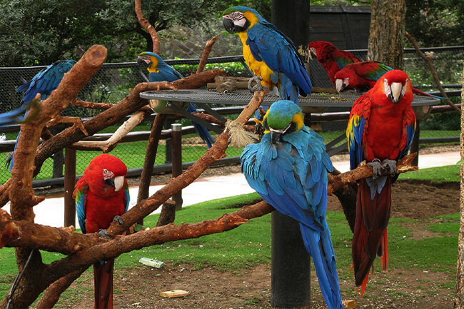 Montecasino Bird Park