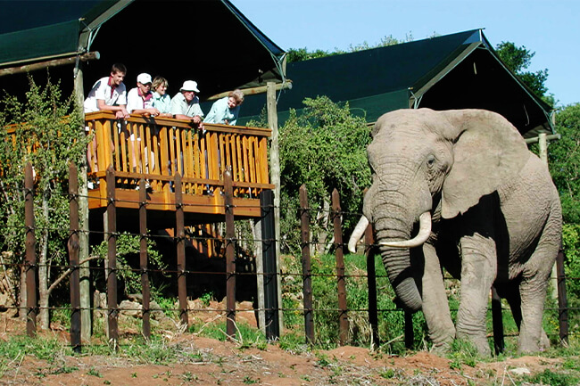 Addo Elephant national Park